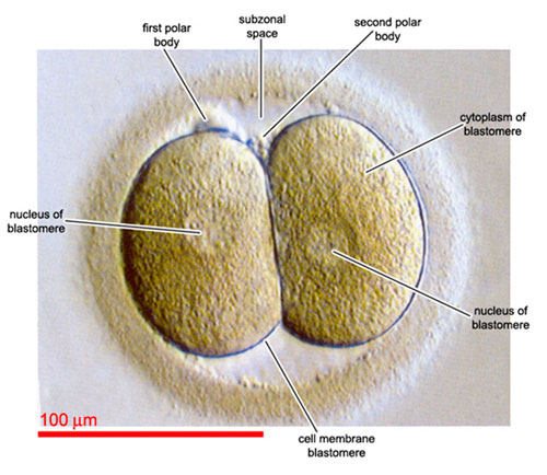 Sviluppo dell'embrione IVF - simmetria dell'embrione