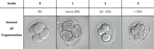 Sviluppo dell'embrione IVF - grado di frammentazione